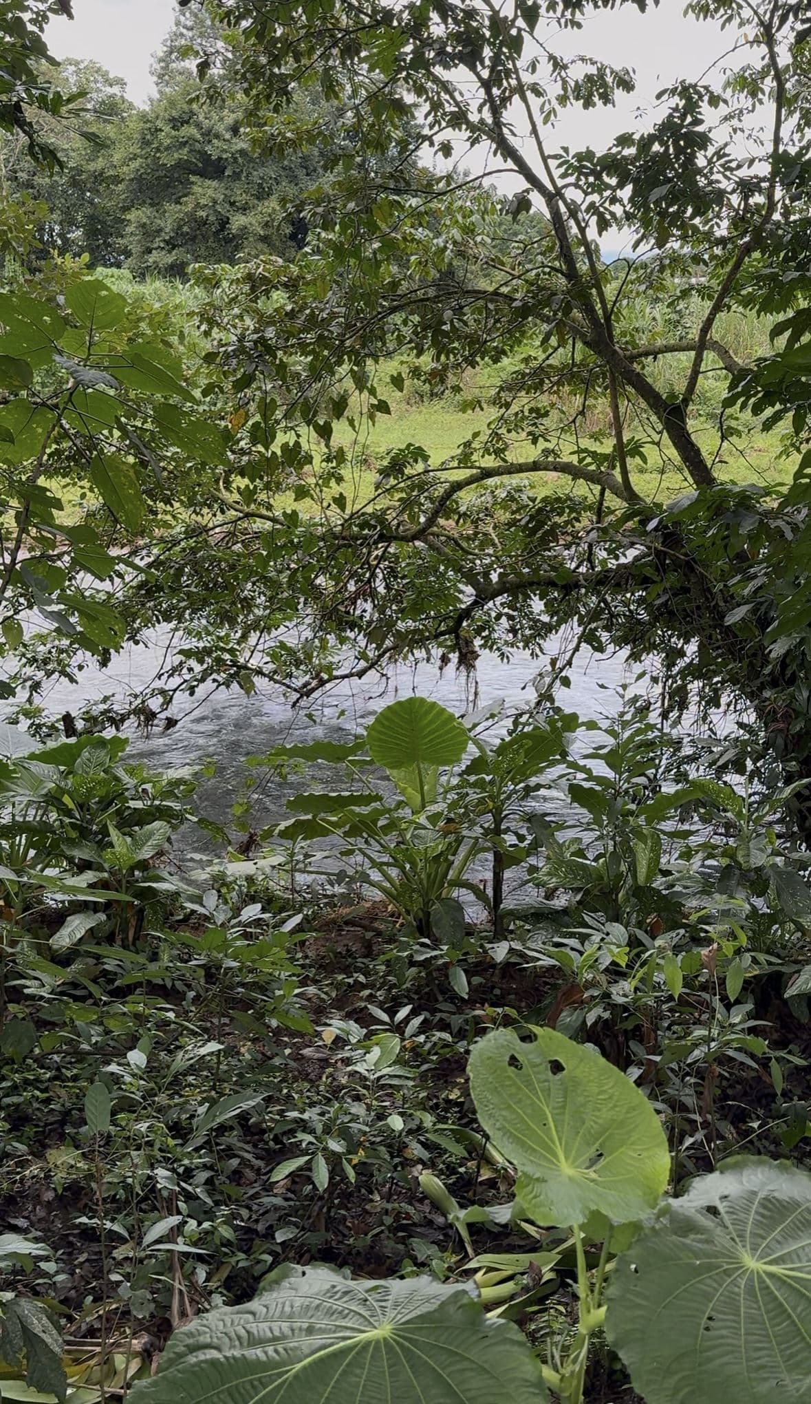 Riverside Land Just 5 Miles from La Fortuna – 6,284 m², photo 6