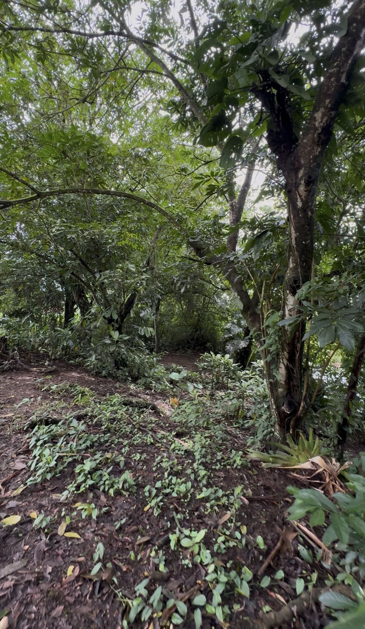 Riverside Land Just 5 Miles from La Fortuna – 6,284 m², photo 7