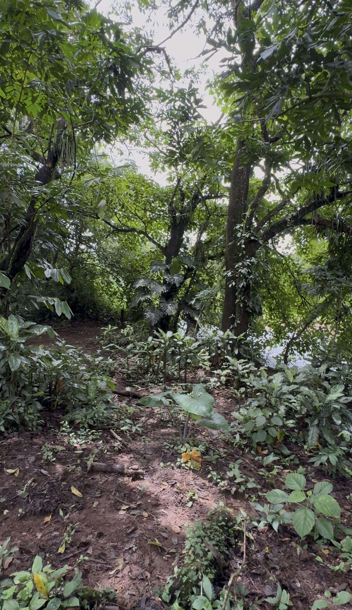 Riverside Land Just 5 Miles from La Fortuna – 6,284 m², photo 11