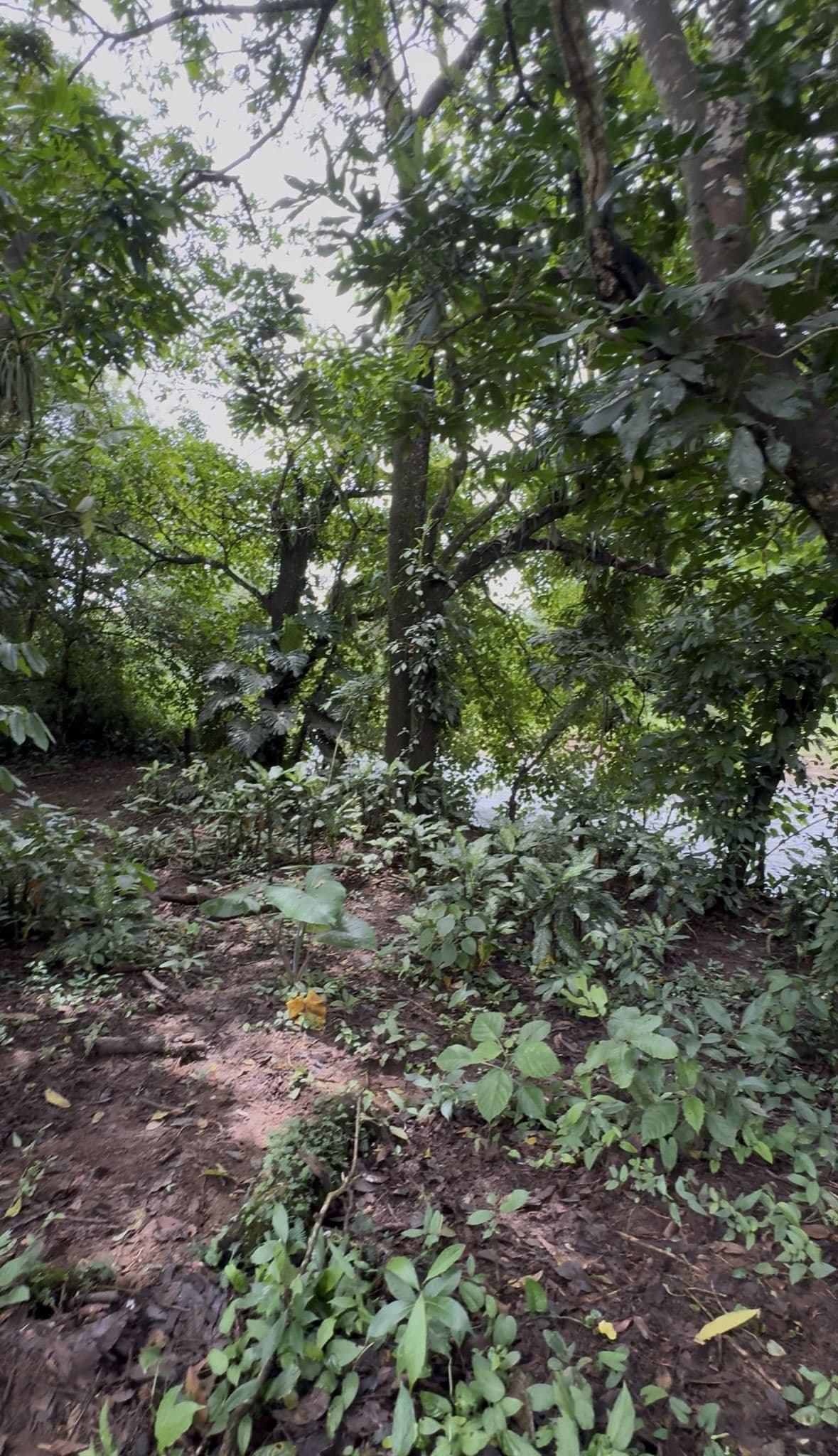 Riverside Land Just 5 Miles from La Fortuna – 6,284 m², photo 8