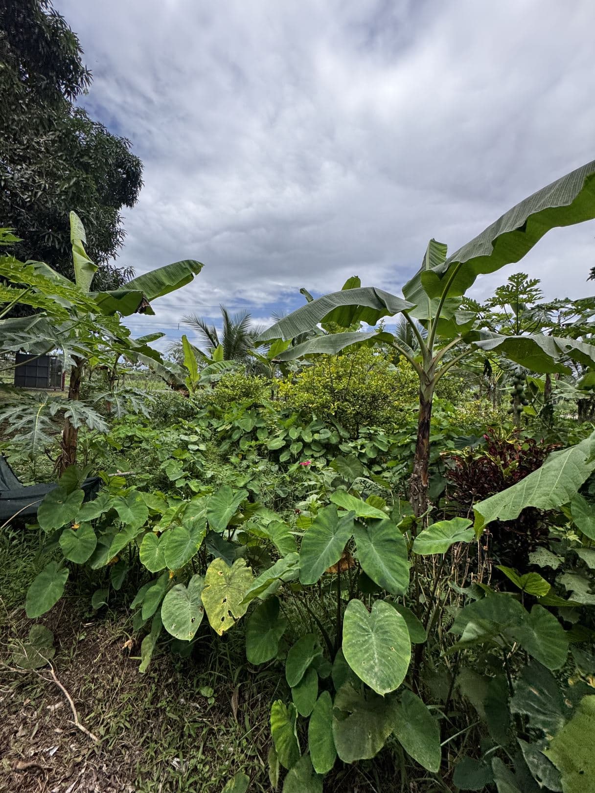 For Sale 5 Bedroom House Near La Fortuna with Fruit Trees and Large Lot, photo 7