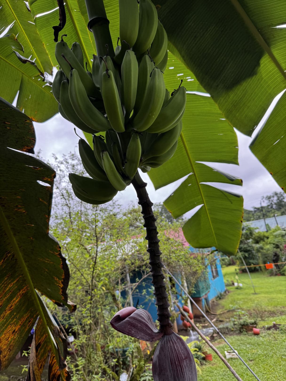 Spacious Property with Fruit Trees and Home for Sale – $85000, photo 14