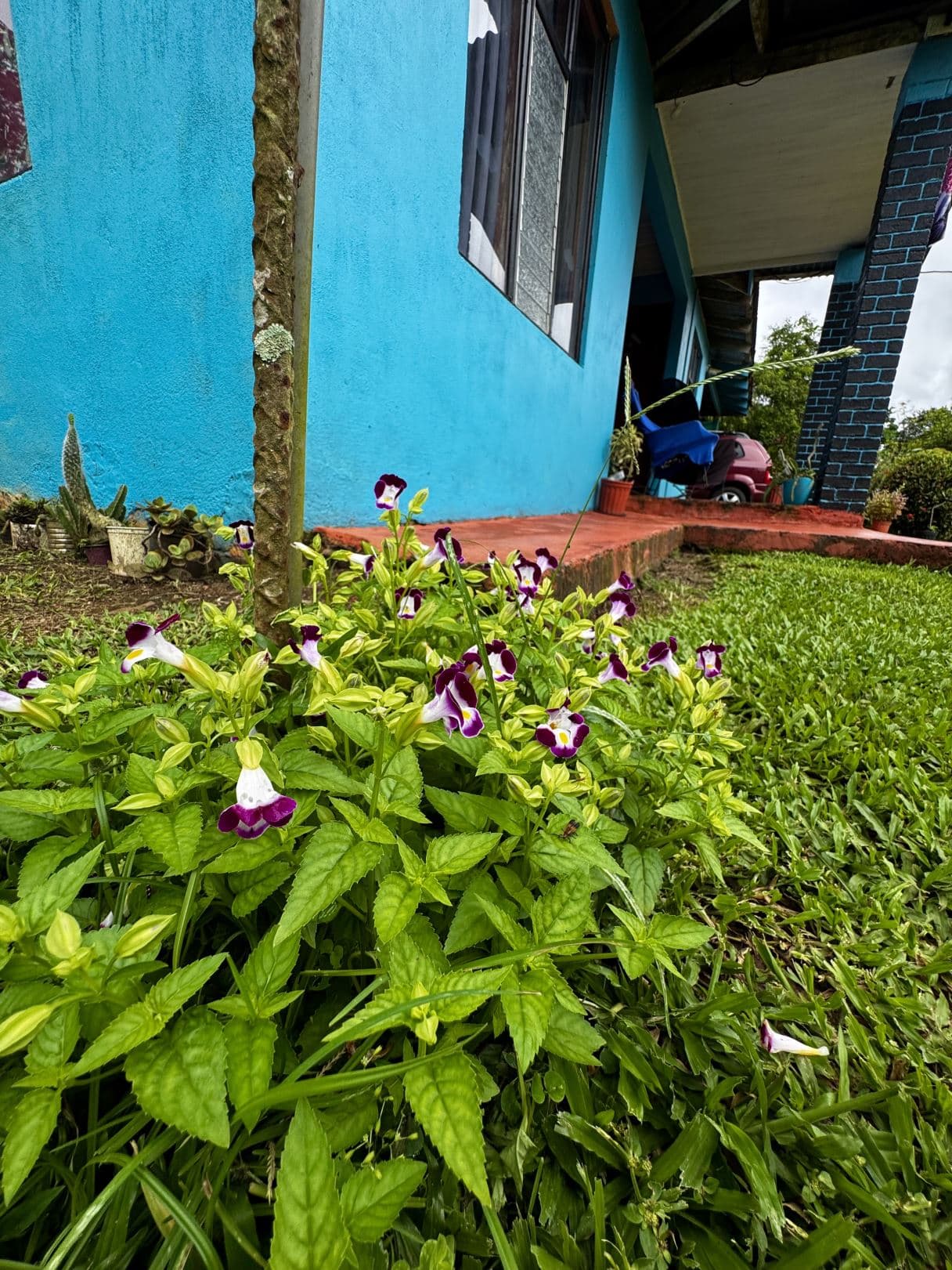 Spacious Property with Fruit Trees and Home for Sale – $85000, photo 16