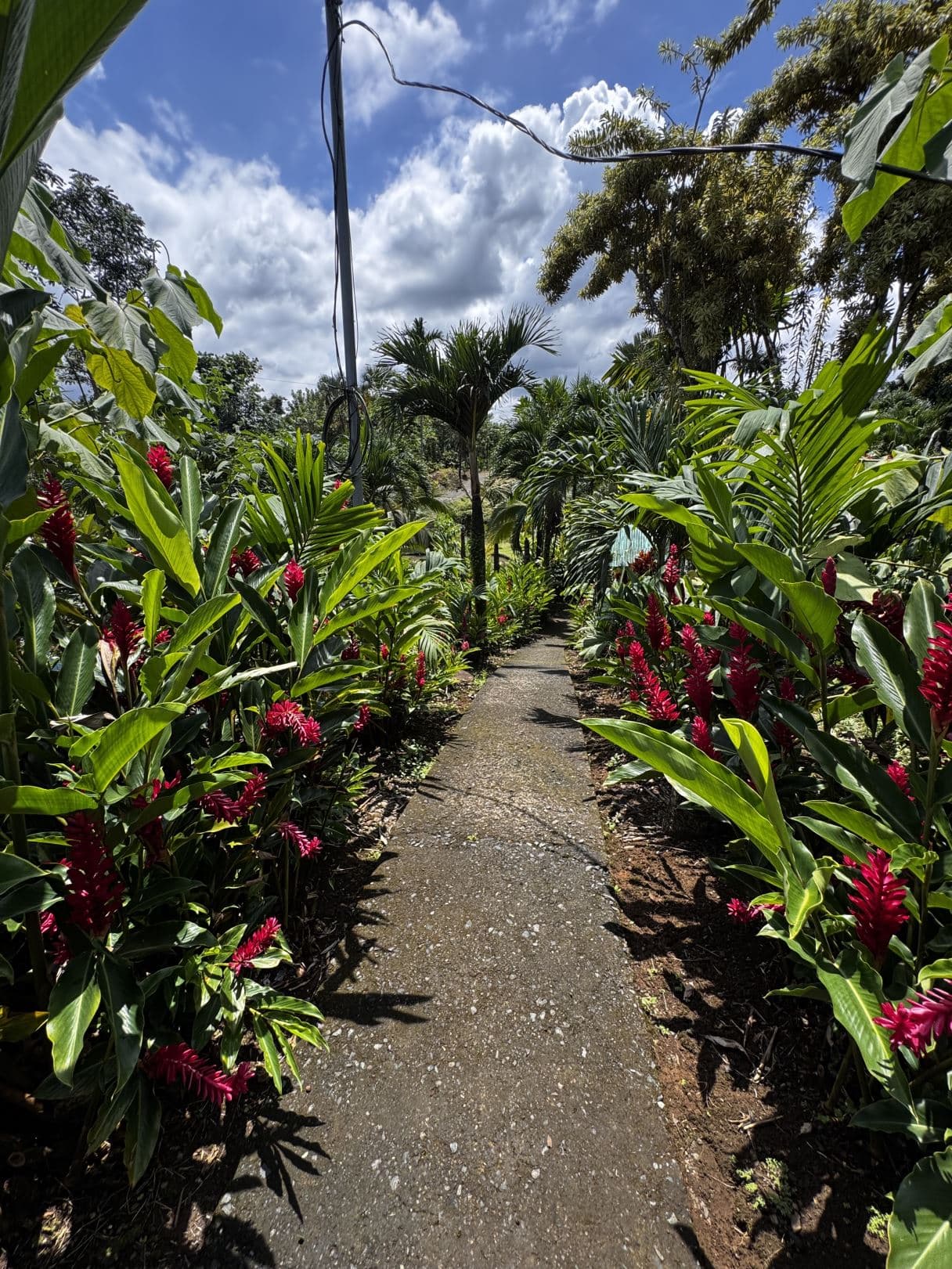 Property with Restaurant and Cabins for Sale near La Fortuna Costa Rica, photo 6