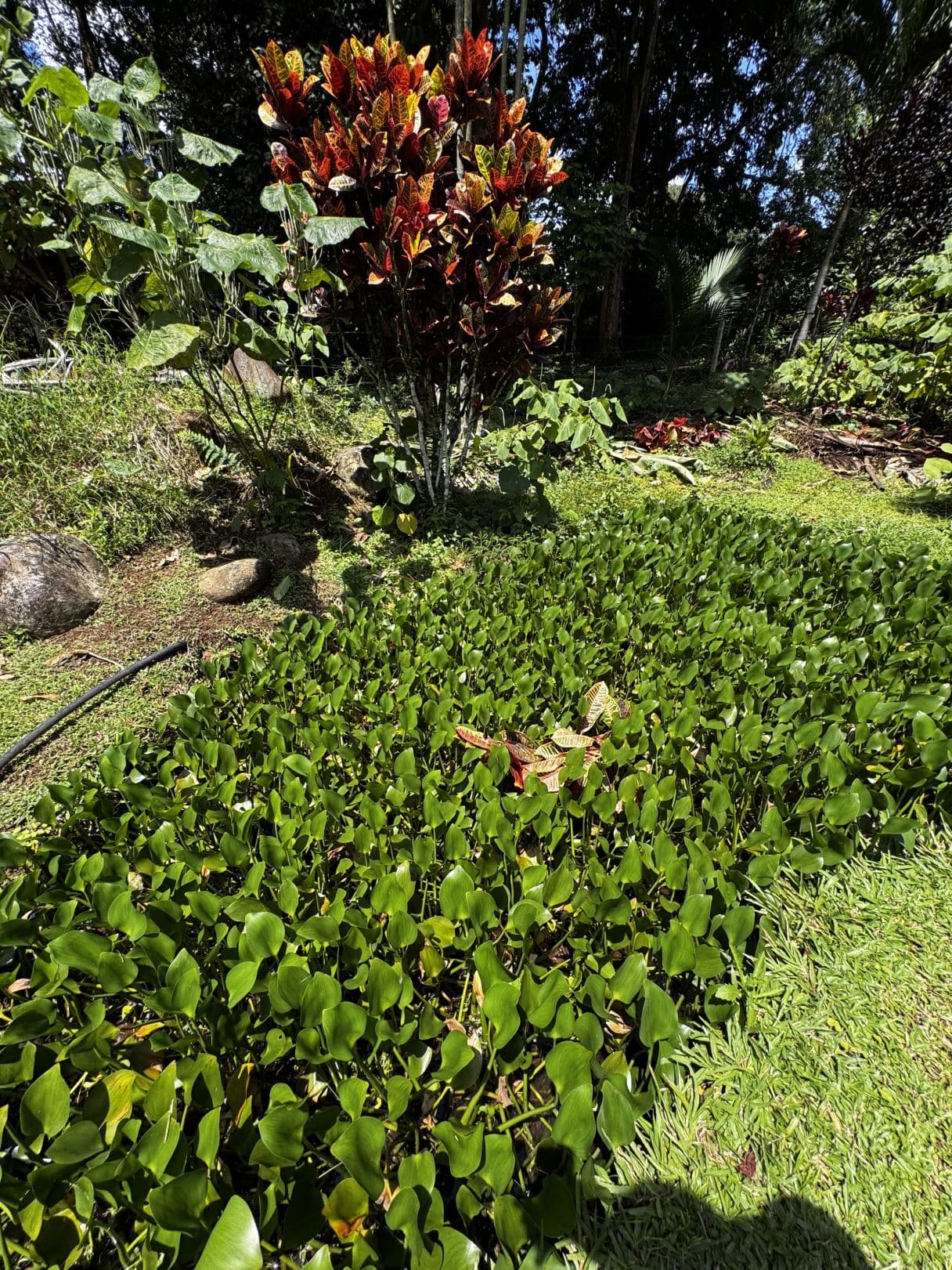 Property with Restaurant and Cabins for Sale near La Fortuna Costa Rica, photo 2