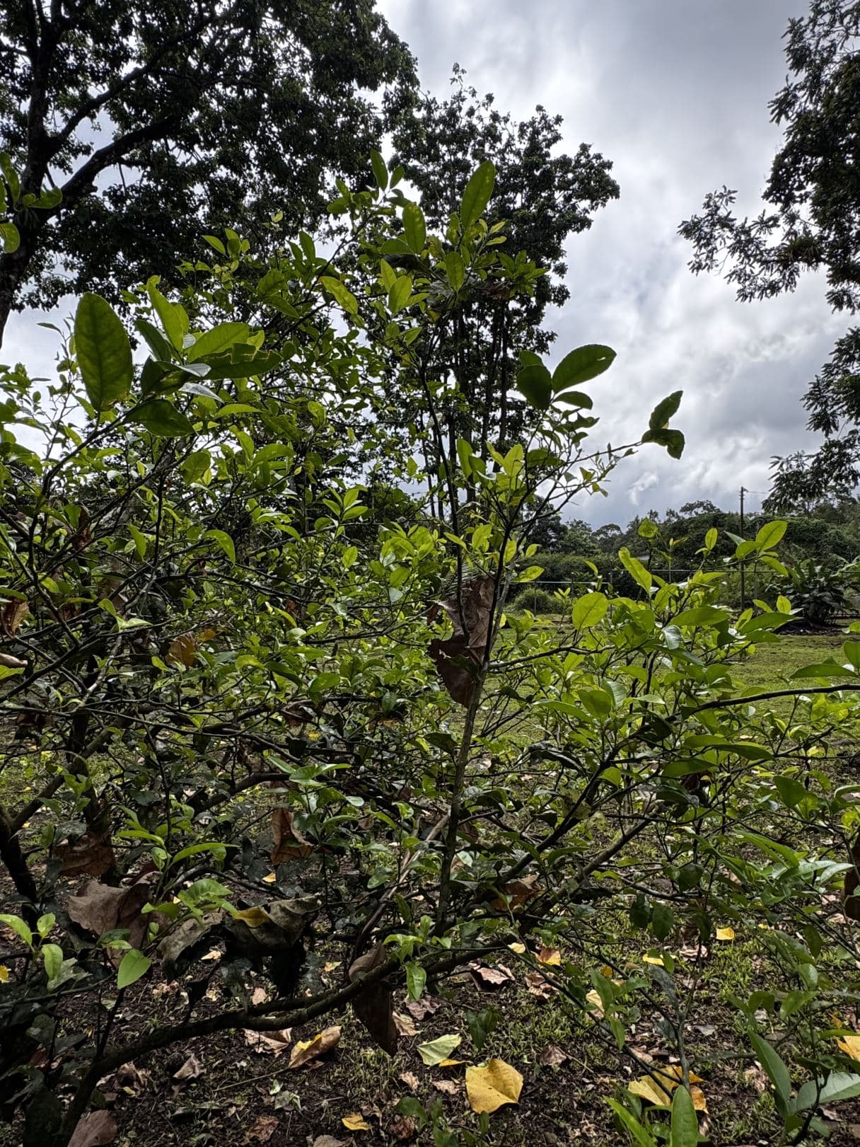 For Sale Eco-Friendly Cabin Surrounded by Nature 40 Minutes from La Fortuna, photo 25