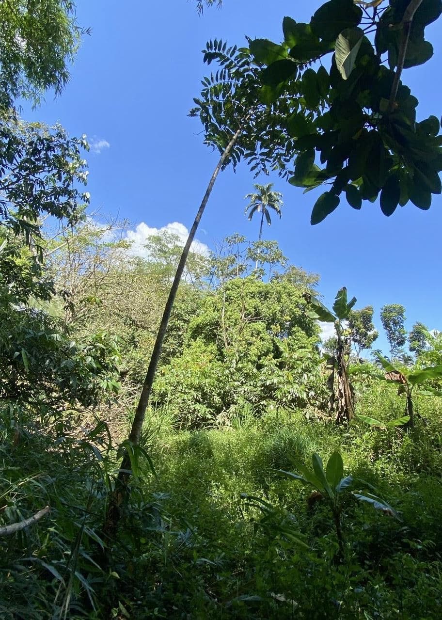 12.87 Acre Fertile Farm with Arenal Volcano Views & Agricultural Potential in La Fortuna, photo 9