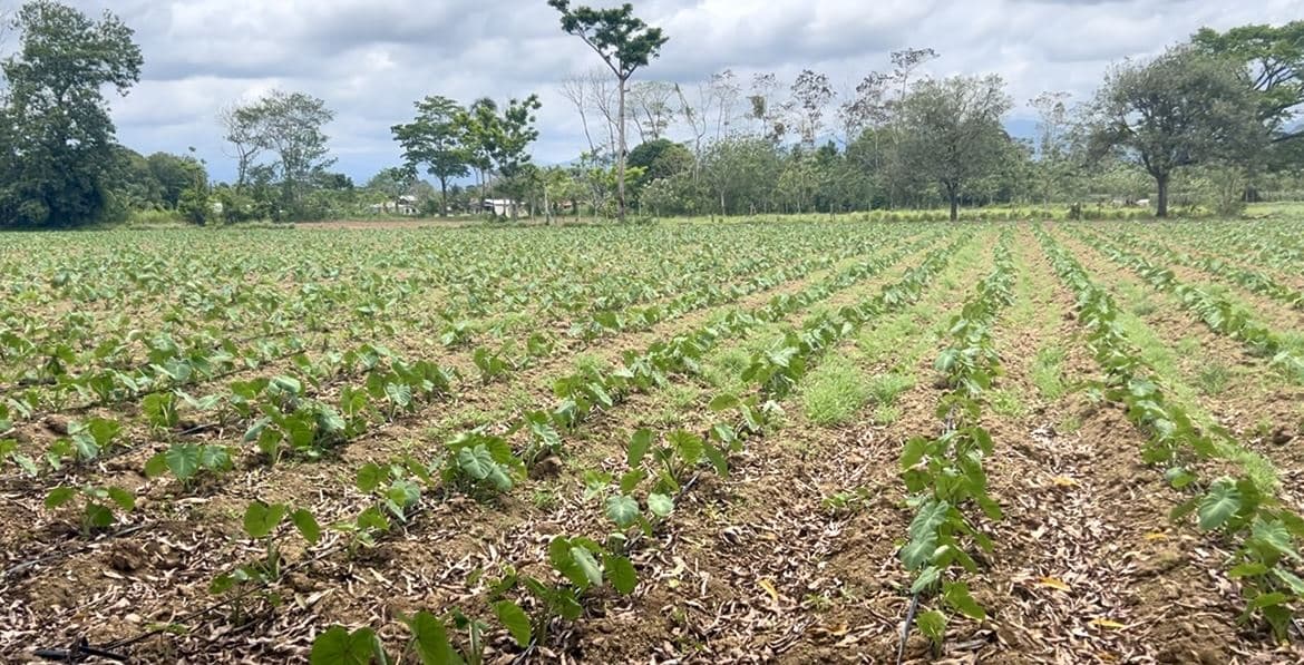 12.87 Acre Fertile Farm with Arenal Volcano Views & Agricultural Potential in La Fortuna, photo 3