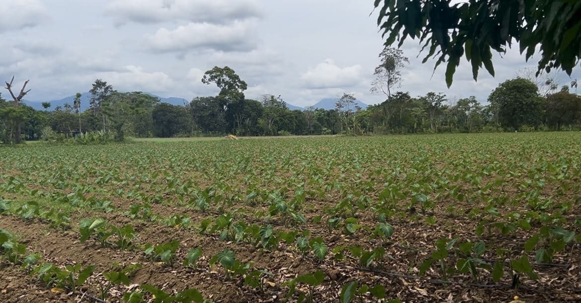 12.87 Acre Fertile Farm with Arenal Volcano Views & Agricultural Potential in La Fortuna, photo 10