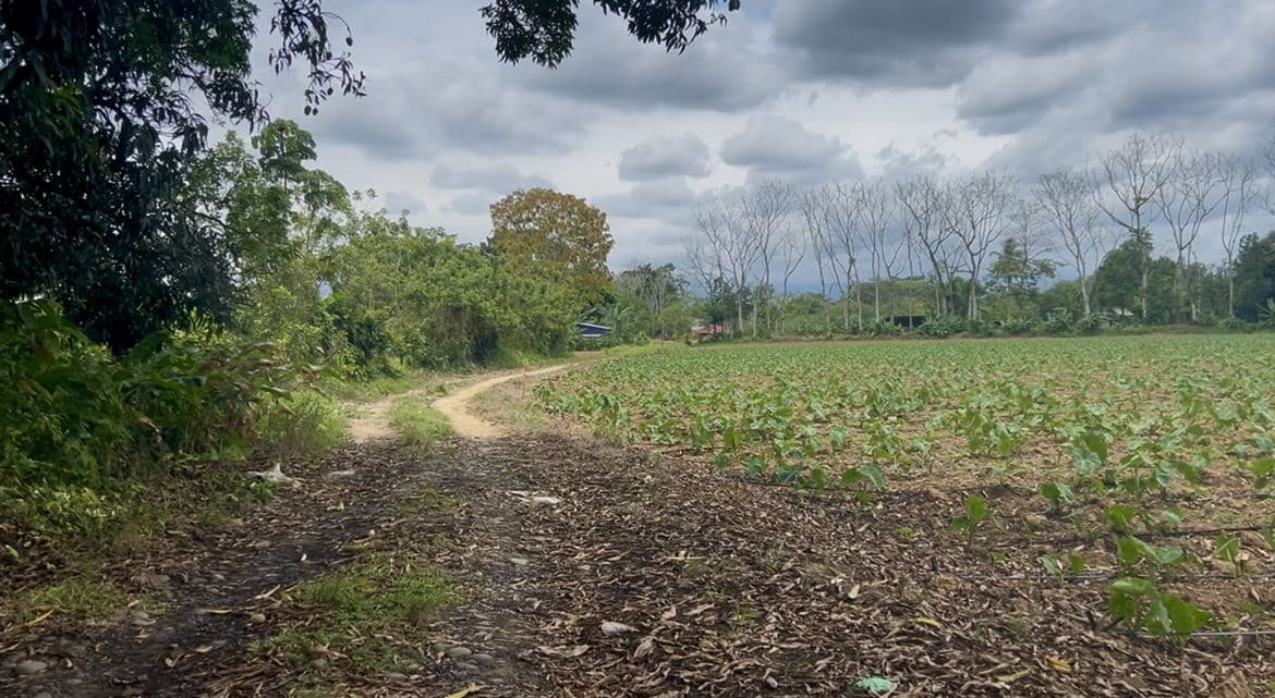 12.87 Acre Fertile Farm with Arenal Volcano Views & Agricultural Potential in La Fortuna, photo 11