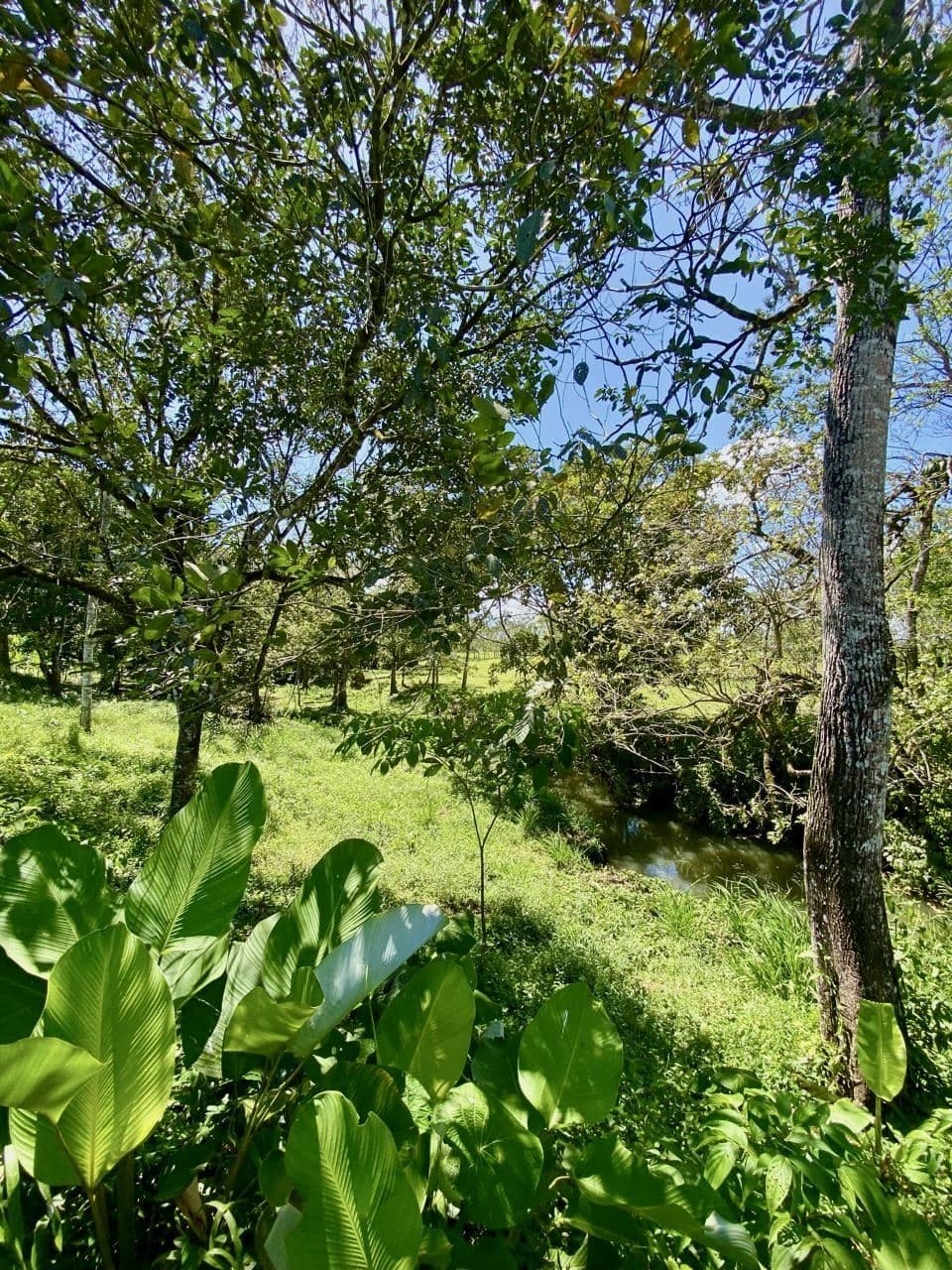 12.87 Acre Fertile Farm with Arenal Volcano Views & Agricultural Potential in La Fortuna, photo 8
