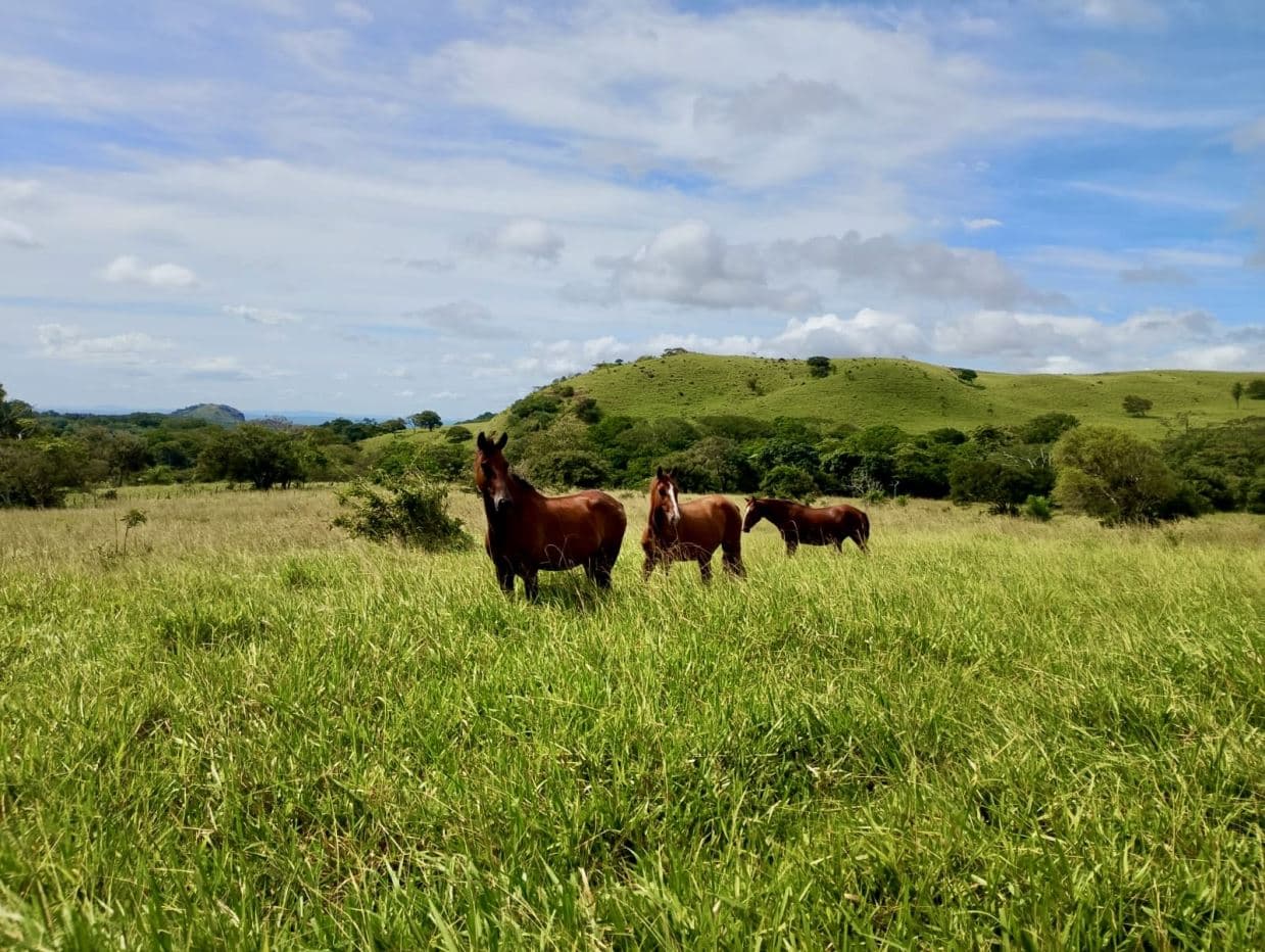 78 Hectares in Tilaran Guanacaste - Renewable Energy & Carbon Credit Potential with Agricultural and Ecotourism Upside