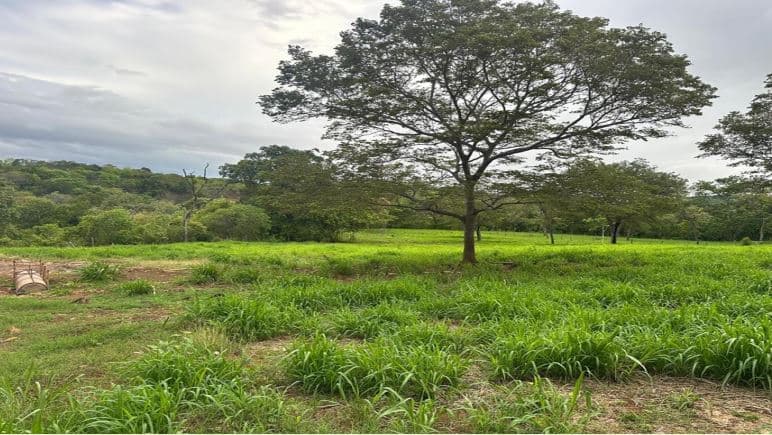 Quinta del Llano de Cañas – Nature, Investment, and Development in Cañas, Guanacaste, photo 10