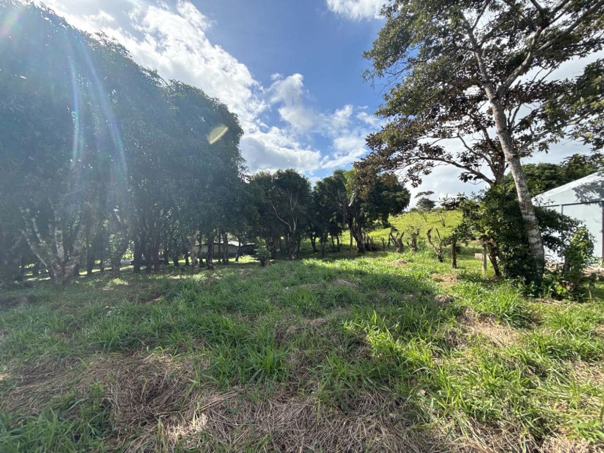 Farm –Nueva Guatemala, Palmira de Cañas, Guanacaste, Costa Rica, photo 19