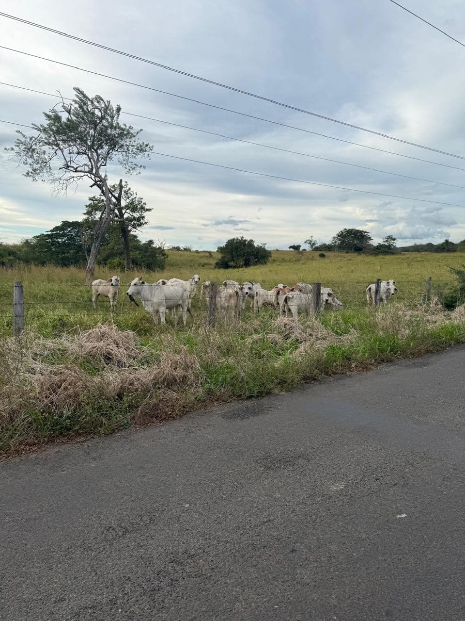 Ready-to-Build Country Lot in Sandillal de Cañas, Guanacaste, photo 9