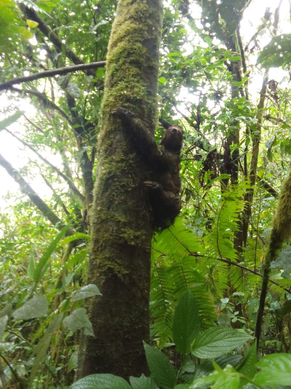 TOURISM FARM FOR SALE – RÍO CELESTE, BIJAGUA, photo 5