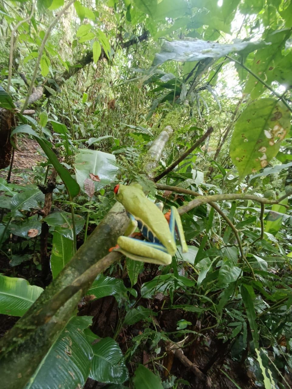 TOURISM FARM FOR SALE – RÍO CELESTE, BIJAGUA, photo 4