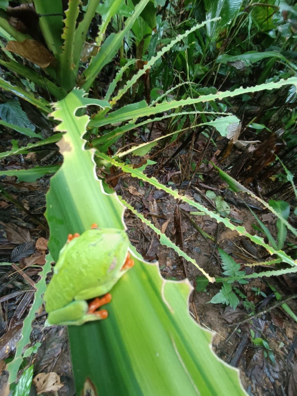 TOURISM FARM FOR SALE – RÍO CELESTE, BIJAGUA, photo 7