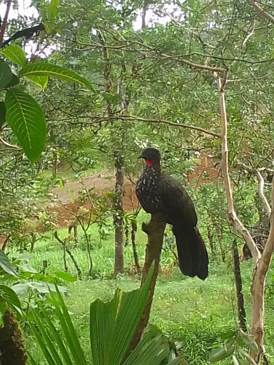 TOURISM FARM FOR SALE – RÍO CELESTE, BIJAGUA, photo 10