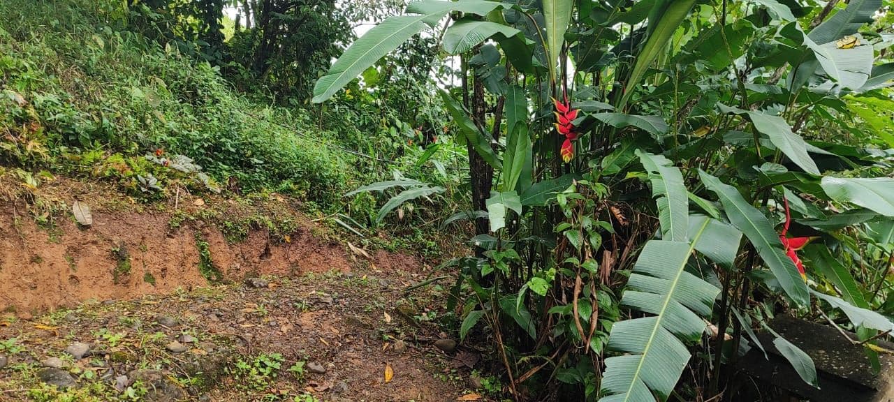 TOURISM FARM FOR SALE – RÍO CELESTE, BIJAGUA, photo 8