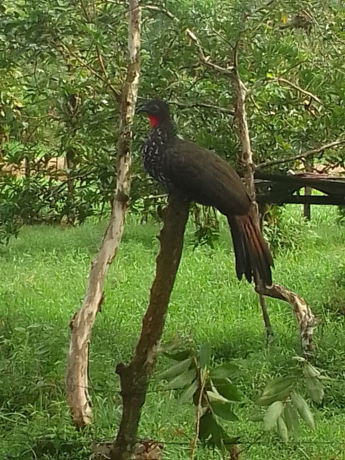 TOURISM FARM FOR SALE – RÍO CELESTE, BIJAGUA, photo 6