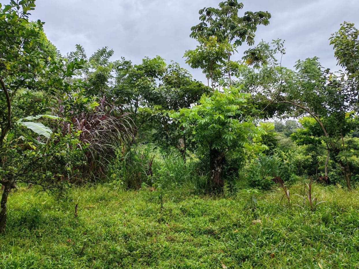 PROPERTY FOR SALE – BIJAGUA, GUANACASTE, photo 2