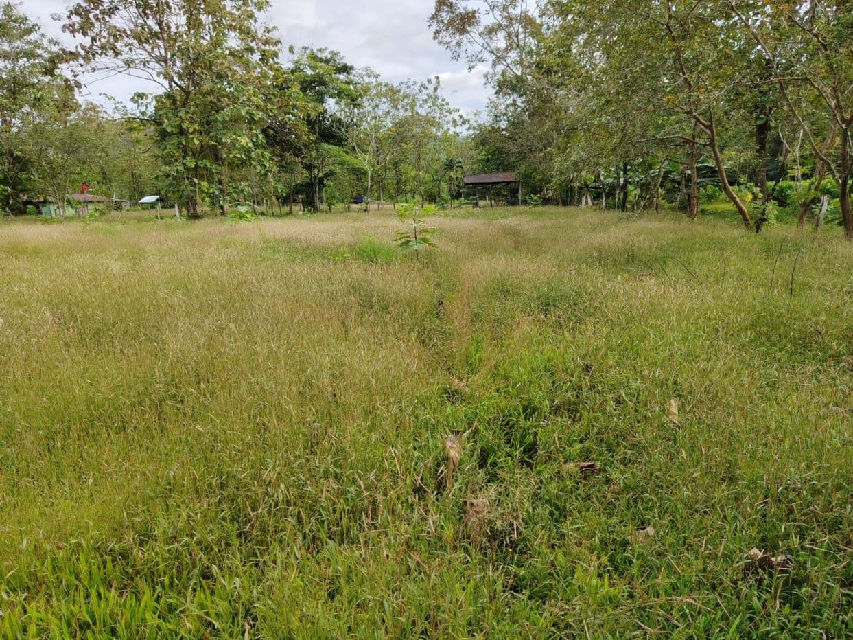 Contry Farm in Guanacaste – Bijagua, Buena Vista, photo 4