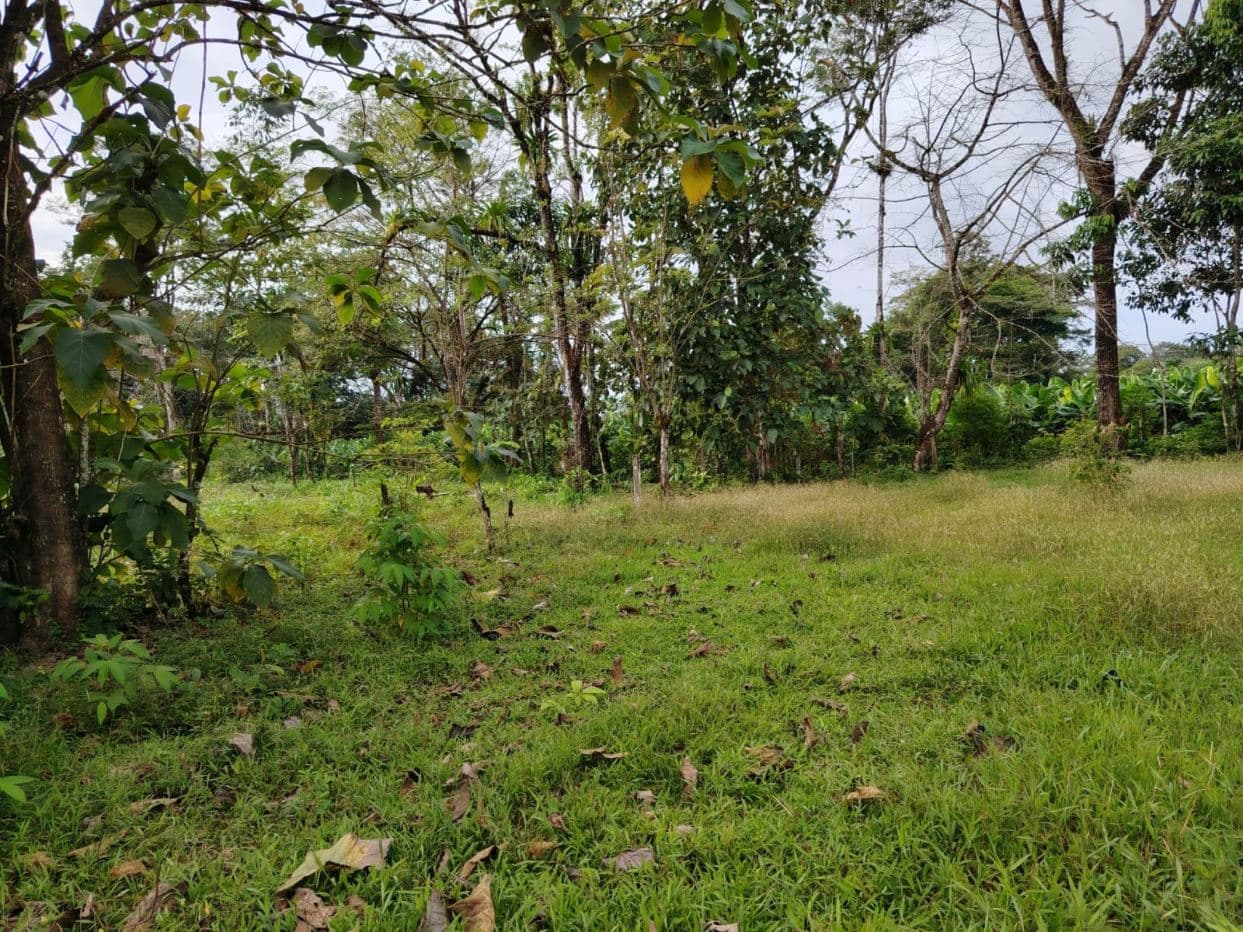 Contry Farm in Guanacaste – Bijagua, Buena Vista, photo 6