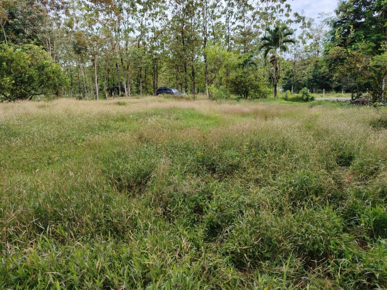 Contry Farm in Guanacaste – Bijagua, Buena Vista, photo 7