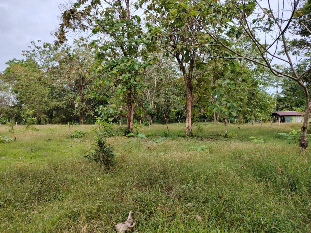 Contry Farm in Guanacaste – Bijagua, Buena Vista, photo 8