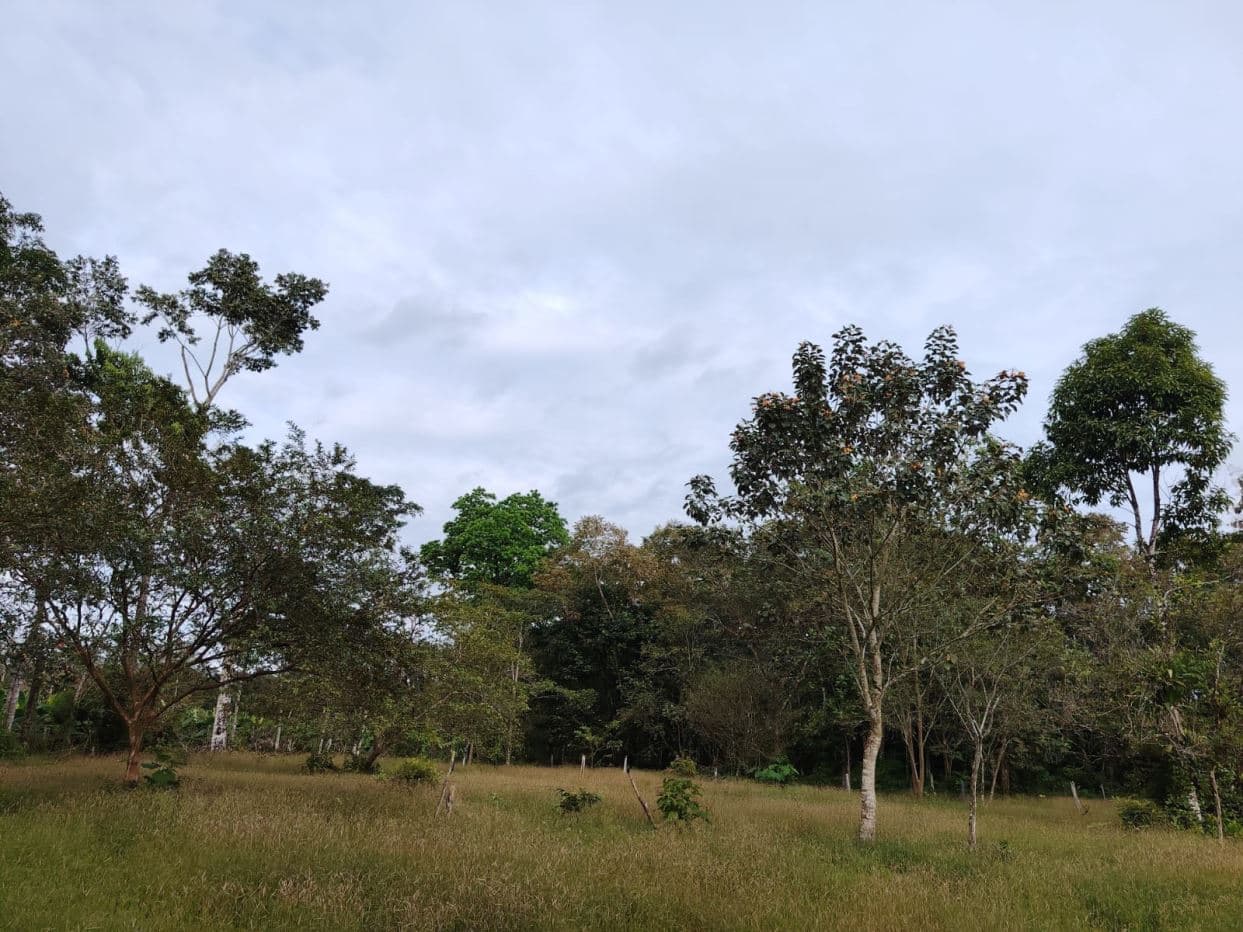 Contry Farm in Guanacaste – Bijagua, Buena Vista, photo 2